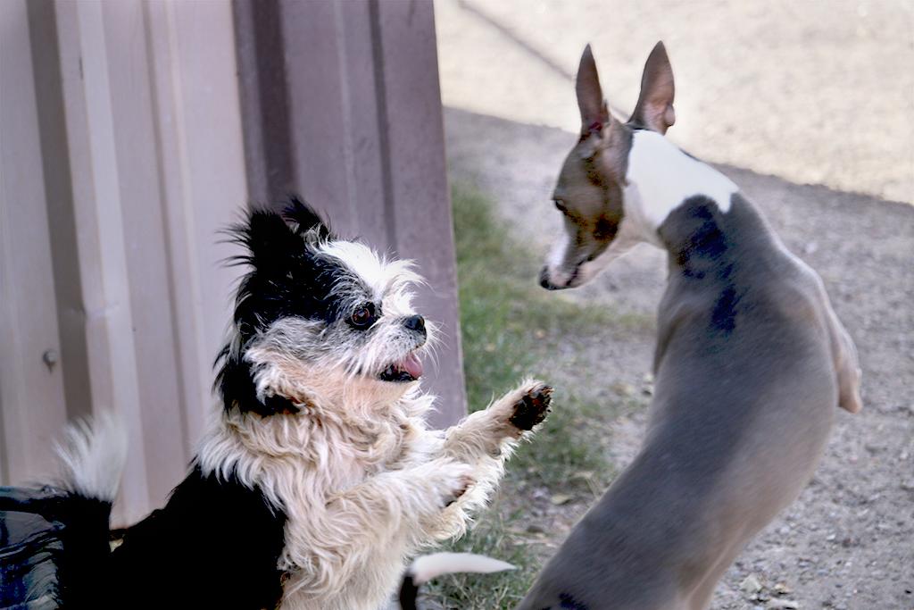 Socialization