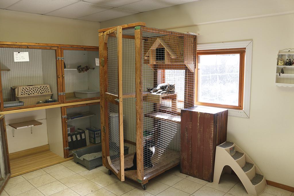 Cat Room